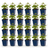 Green boutiQ - Vasteplant - Anemone hup. Splendens - Herfst Anemoon - Schaduw - Donker Roze - 24 Planten - Pot 11cm - Hoogte 15-25cm