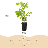 Green boutiQ - Blauwe regen - Wisteria floribunda Tricolour - Bloemen Blauw Roze Wit- 3 planten - Pot 11cm Hoogte 40cm