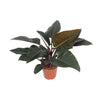 Philodendron Congo Red - Ø27cm - ↕80cm