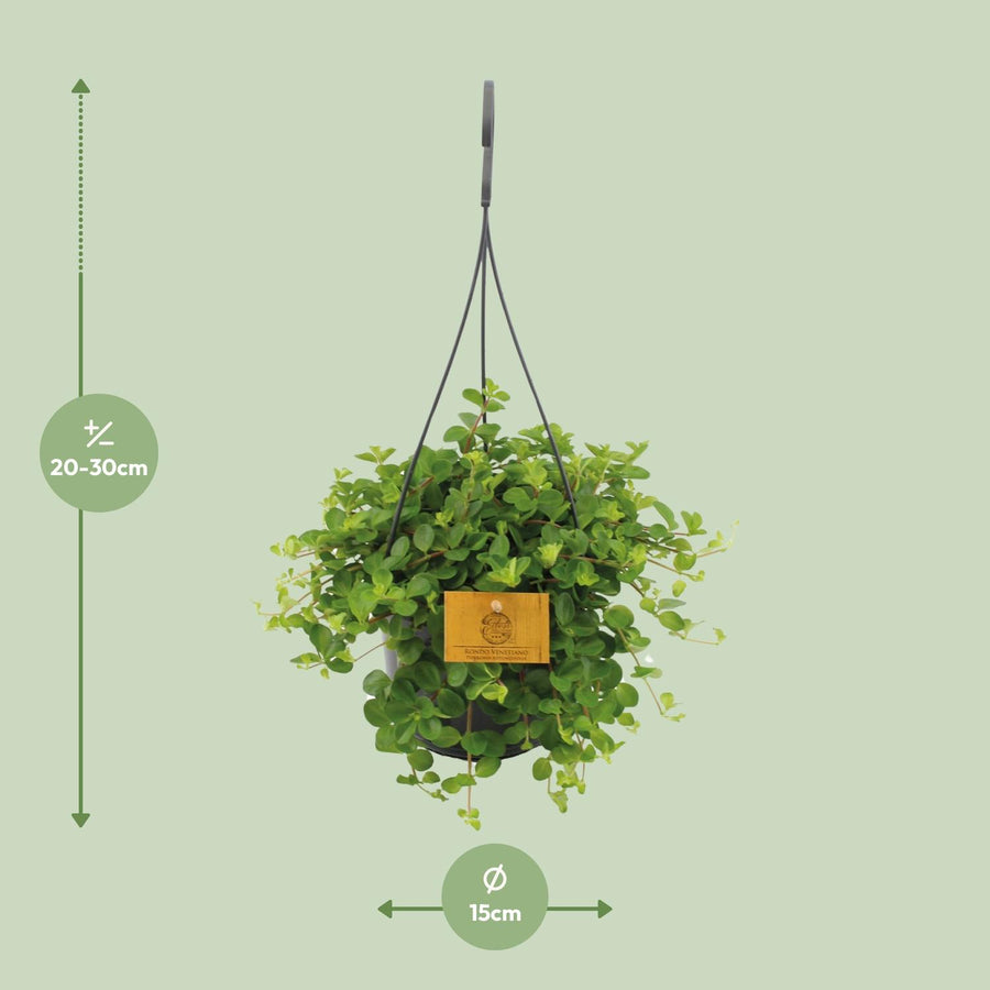 Peperomia Rotundifolia – Pot Ø15 cm · 25 cm hoog (foto 2)