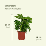 2x Monstera Monkey Leaf- Gatenplant - 30cm - ø12