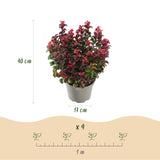 Green boutiQ - Tuinplant - Leucothoe Curly Red - Rood - 1 Plant -Groenblijvend - Weinig Onderhoud - Pot 17cm Hoogte 40cm