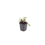 6x Salvia n. 'Schneehugel' - ↕10-25cm - Ø9cm