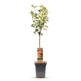 Green boutiQ - Fruitboom - Malus domestica Jonagold - Appelboom - Winterhard - Geel-Groene Appel - 1 Plant - Pot 21cm - Hoogte 90cm