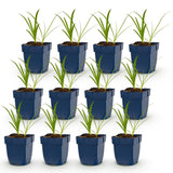 Green boutiQ - Vasteplant - Agapanthus africanus Albus - Afrikaanse Lelie - Bijen en Vlinderlokkers - Wit - 12 Planten - Pot 11cm - Hoogte 15-25cm
