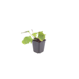 12x Brunnera macrophylla - ↕10-25cm - Ø9cm
