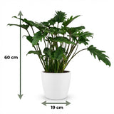 Green boutiQ - Kamerplant - Philodendron - Philodendron Xanadu - Groen - Weinig onderhoud - 1 Plant - met Potter Wit - Pot 19cm - Hoogte 60cm