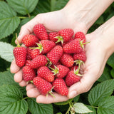 Green boutiQ - Fruitplanten - Framboos - Rubus idaeus Heritage - Winterhard - 3 Planten - Pot 9 cm - Rode Framboos