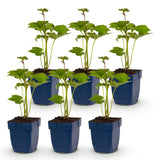 Green boutiQ - Vasteplant - Anemone hybr. Kön. Charlotte - Herfst Anemoon - Schaduw - Roze - 6 Planten - Pot 11cm - Hoogte 15-25cm