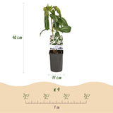 Green boutiQ - Klimplant - Clematis armandii Apple Blossom - Bloem Roze - Groenblijvend - Weinig onderhoud - 1 Plant pot 11cm Hoogte 40cm