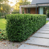 Green boutiQ - 24x Ilex crenata Golden Gem - Japanse Hulst - Haagplanten - Groenblijvend - Geel - Pot 9cm - Hoogte 20-30cm