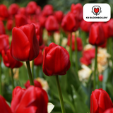 Tulpenbollen Ile de France — dieprode tulp, 20 stuks (maat 11/12)