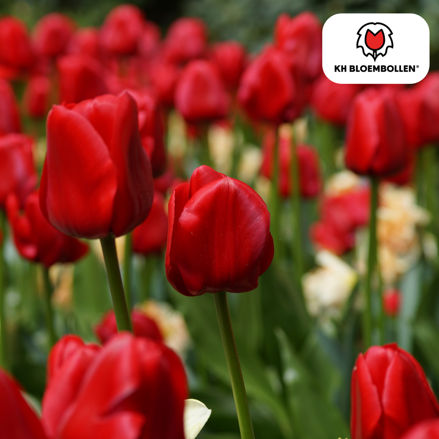 Tulpenbollen Ile de France — dieprode tulp, 20 stuks (maat 11/12)