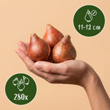 280x Tulipa Blueberry mix - Tulipa Blueberry mix - Diversen - Voorjaarsbloeier - Bolmaat 11/12