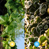 Hedera Hibernica - Klimop - Kant-en-Klaar Haag |↔120cm - ↨180 cm