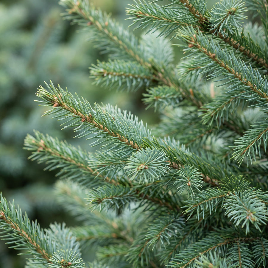 Servische spar kerstboom – Pot Ø23 cm · 70 cm hoog (foto 4)