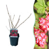 Green boutiQ - Heesters -Ribes sanguineum Kind Edward - Bloem Rood - 1 Plant - Bladverliezend - Weinig Onderhoud - Pot 17cm Hoogte 45cm