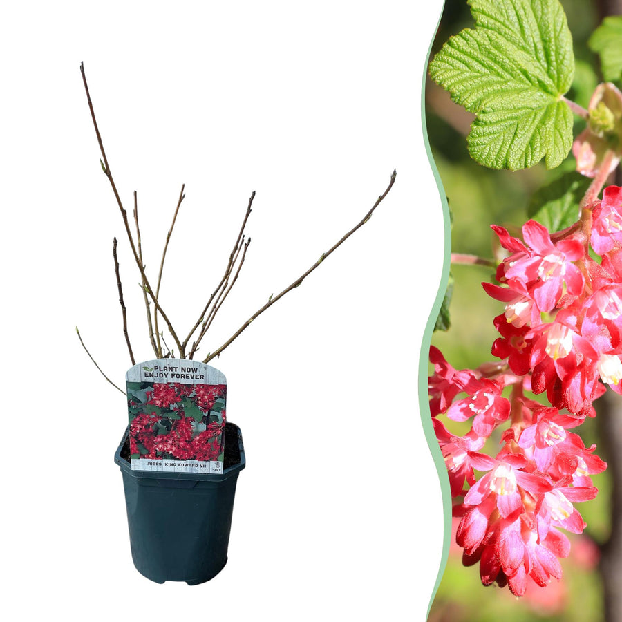 Ribes sanguineum King Edward VII – 45 cm hoog