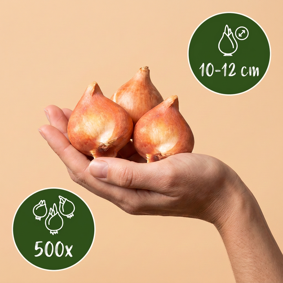 500x Bulb Garden Mix - Bollentuinmix - Diversen - Zomerbloeier - Bolmaat 10/12