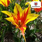Tulp Fire Wings — rood-geel gevlamd