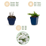 Green boutiQ - Vasteplant - Phlox Maischnee - Vlambloem - Bodembedekkend - Wit - 1 Plant - Pot 11cm - Hoogte 15-25cm