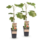 Green boutiQ - Fruitplant - Ficus carica Brown Turkey - Vijgenboom - Winterhard - Groen - Paarse Vrucht - 2 Planten - Pot 15cm - Hoogte 50cm