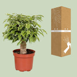 Ficus Benjamina Kinky - Ø12cm - ↕28cm