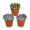 Echeveria mix 8.5 cm - 3x - zonder pot
