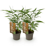 Green boutiQ - Grassen - Fargesia Asian Wonder - Niet Woekerende Bamboe - Bladhoudend - Groen - 2 Planten - Pot 14 cm - Hoogte 35 cm