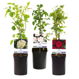 Green boutiQ - Klimroos - Rosa Tricolour- Bloemen Roze Wit Rood - Weinig onderhoud - 3 planten - Pot 11cm Hoogte 40cm