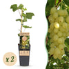 Green boutiQ - Fruitplant - Vitis vinifera Lakemont - Druivenplant - Winterhard - Goudgele Druif - 2 Planten - Pot 15cm - Hoogte 50cm