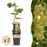 Green boutiQ - Fruitplant - Vitis vinifera Lakemont - Druivenplant - Winterhard - Goudgele Druif - 2 Planten - Pot 15cm - Hoogte 50cm