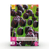 Green boutiQ - Bloembollen - Tulp Triumph Black - Kleur Donker Paars - 12 stuks - Bolmaat 11/12 - XXL Pack