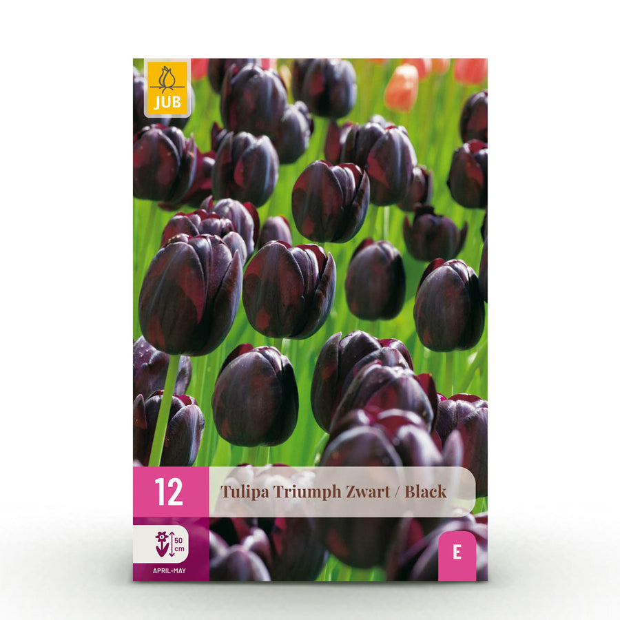 Tulpenbollen Triumph Black — donker paars, 12 stuks (bolmaat 11/12)