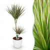 Green BoutiQ - Kamerplanten - Dracaena Marginata Bicolor - Drakenbloedboom - Weinig onderhoud - Groen - 1 Plant - met Potter Wit - Pot 21cm - Hoogte 90-100cm