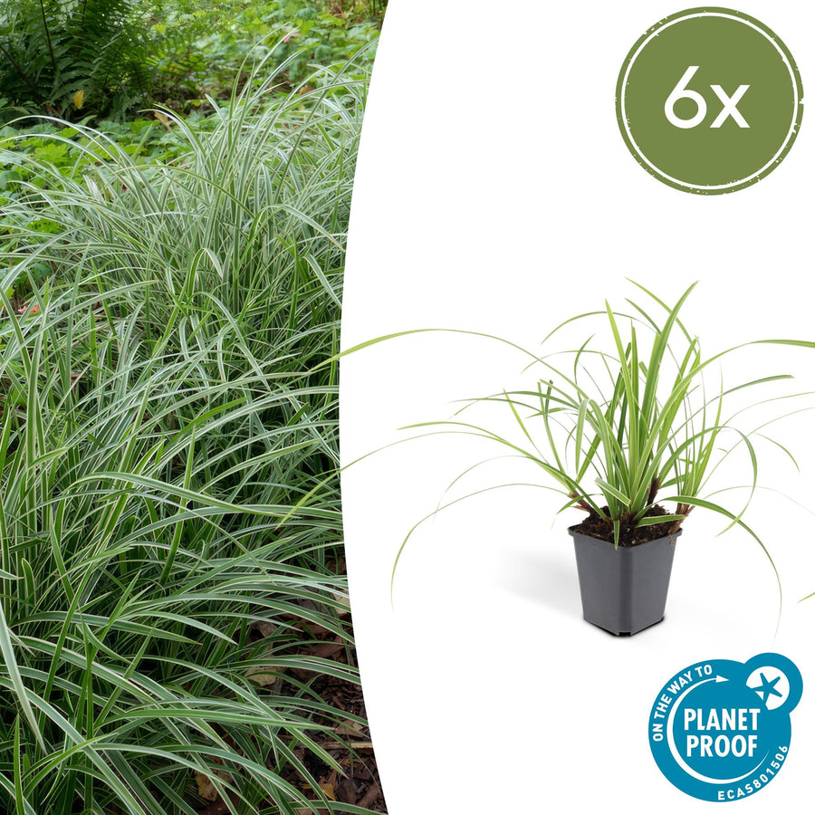 Carex morrowii 'Ice Dance' – 6 planten · pot Ø9 cm · 10-25 cm hoog