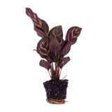 Calathea Makoyana - Pauwenplant - Terrarium plant - Potmaat 6