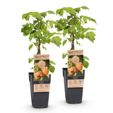 Green boutiQ - Fruitplant - Rubus idaeus Fallgold - Frambozenplant - Winterhard - Gele Framboos - 2 Planten - Pot 15cm - Hoogte 50cm