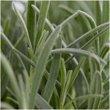 8 x 6 pack Lavendel angustifolia - Ø7 cm - ↕15 cm