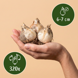 Sieruibollen Ping Pong — witte bolsierui, 320 stuks (maat 6/7)
