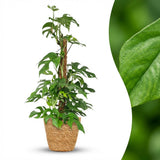 Green boutiQ - Kamerplant - Mini Gatenplant - Monstera Minima Mosstok - Groen - Weinig onderhoud - 1 Plant - met Mand - Pot 19cm - Hoogte 90cm