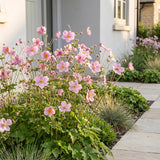 Green boutiQ - Vasteplant - Anemone hup. Splendens - Herfst Anemoon - Schaduw - Donker Roze - 1 Plant - Pot 11cm - Hoogte 15-25cm