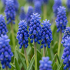 200x Muscari Armeniacum - Armeense druifhyacint - Blauw - Verwilderingsbol - Bolmaat 7/8