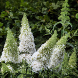 Green boutiQ - Tuinplant - Buddleja davidii White Profusion - Vlinderstruik - Winterhard - Wit - 1 Plant - Pot 17cm - Hoogte 45cm