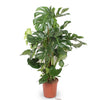 Monstera Deliciosa XXL - 140cm - ⌀27