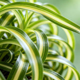 Green boutiQ - Kamerplant - Chlorophytum comosum Bonnie - Krullende Graslelie - Huisdiervriendelijke Plant - Groen - 1 Plant - Pot 12cm - Hoogte 20cm