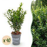 Green boutiQ - 40x Buxus sempervirens - Palmboompje - Haagplanten - Groenblijvend - Groen - Pot 9cm - Hoogte 20-25cm