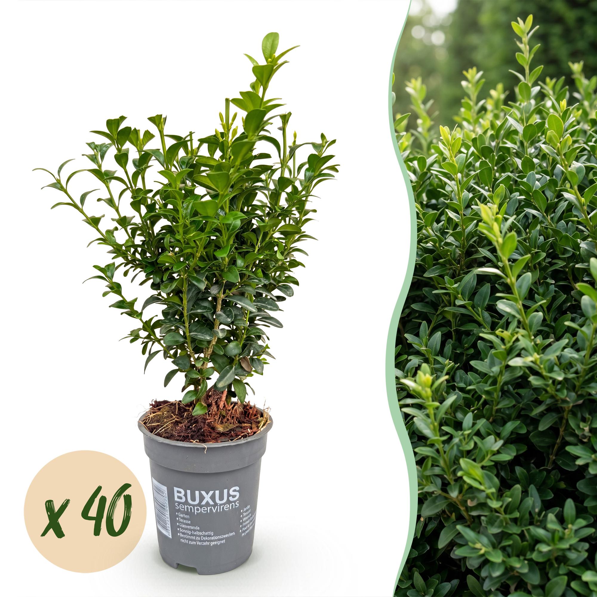 Green boutiQ - 40x Buxus sempervirens - Palmboompje - Haagplanten - Groenblijvend - Groen - Pot 9cm - Hoogte 20-25cm