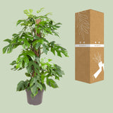Monstera Minima - Ø19cm - ↕80cm