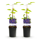 Green boutiQ - Klimplant - Clematis The President - Bloem Roze - Weinig onderhoud -2 planten -Pot 11cm Hoogte 40cm